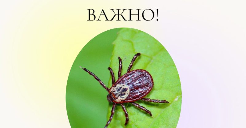 Осторожно,клещи! | Вита Д в Чайковском